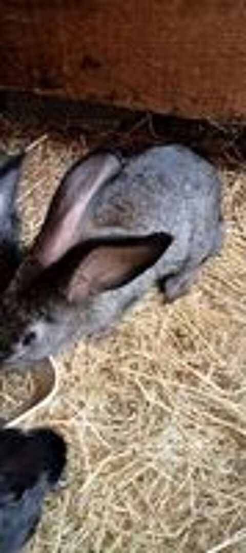   Lapin papillon 