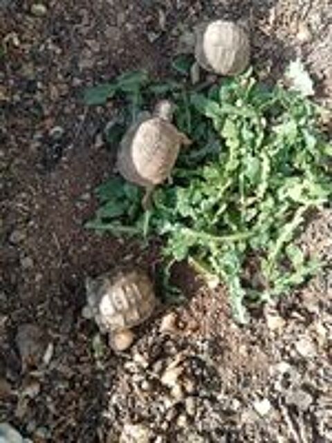   Bébé tortue  
