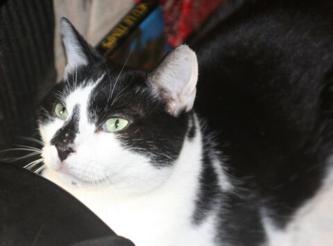 LILO CHAT NOIR & BLANC 6 ANS 195 92260 Fontenay-aux-roses