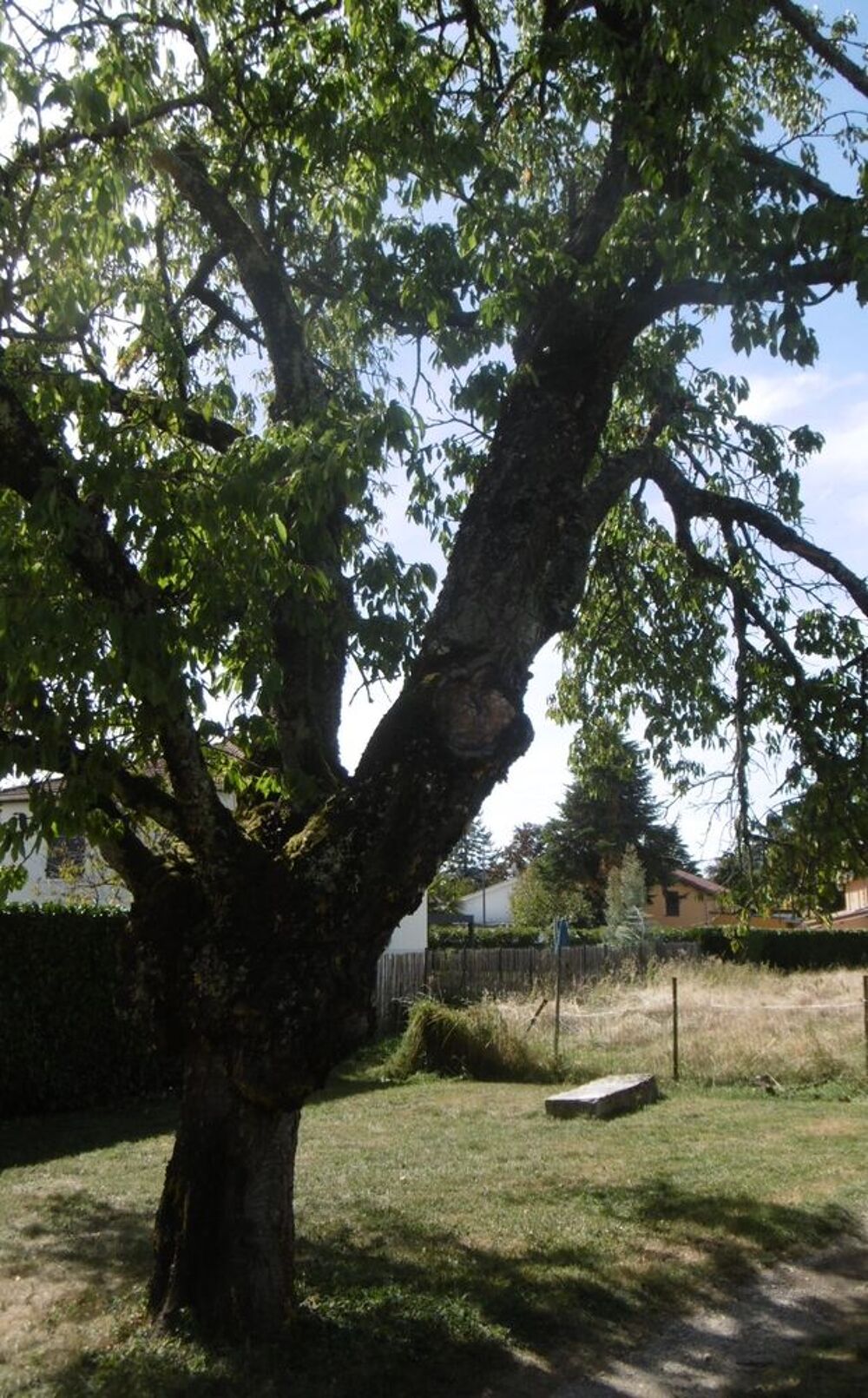CERISIER Meubles