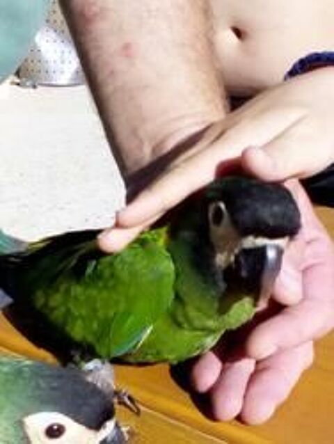 Jeune mâle ara à nuque d'or 850 55190 Pagny-sur-meuse