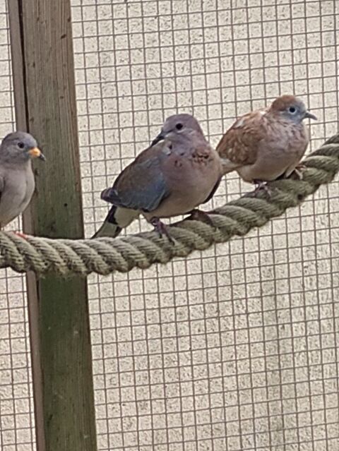 tourterelles maille ( senegalensis) 85440 Grosbreuil