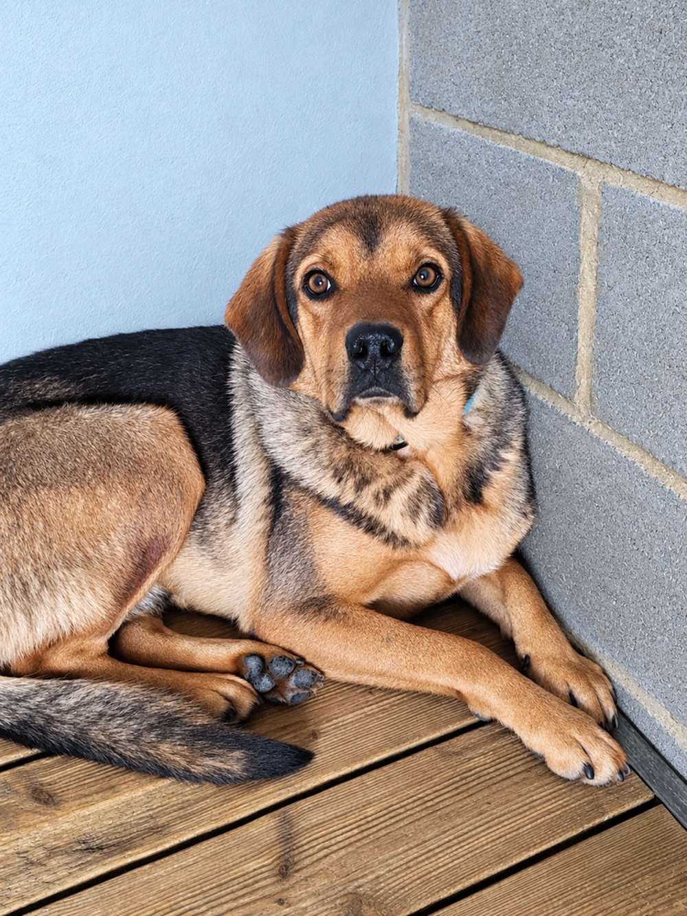   Pako mâle de 3 ans 