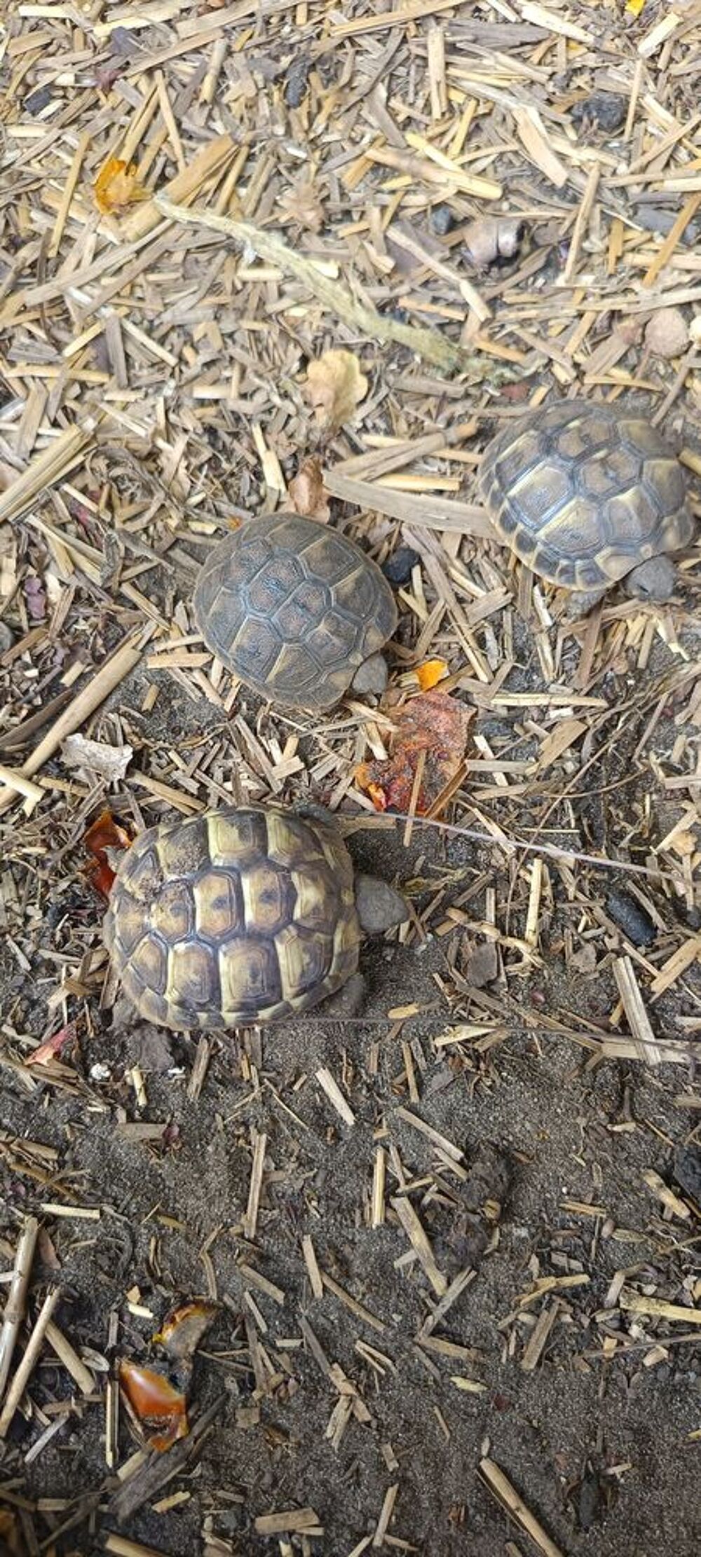   Petite tortue de terre. 