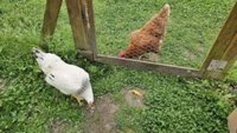   Jeune poule pondeuse Sussex  3 mois 
