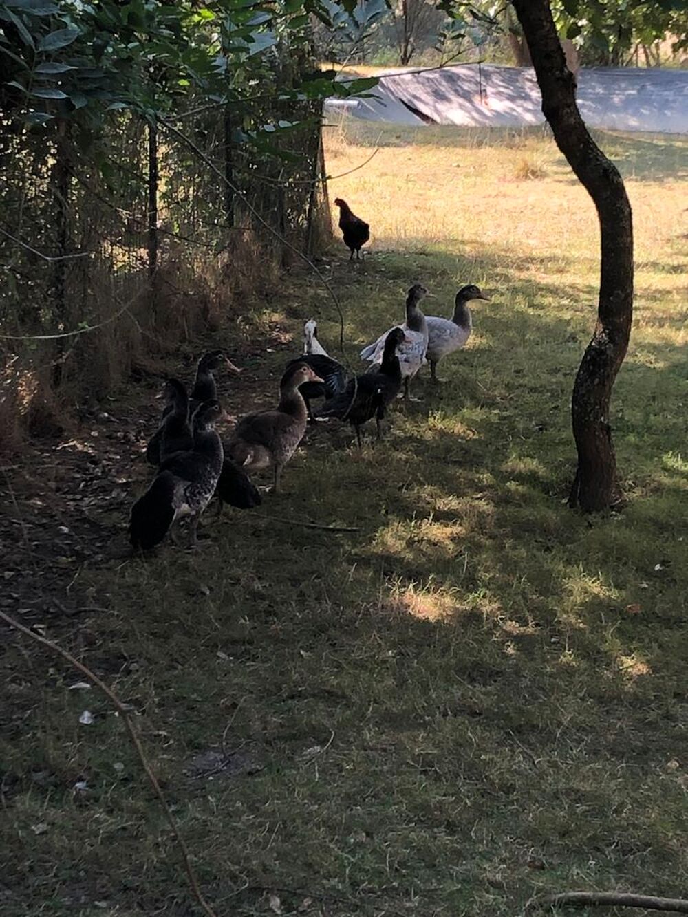   Canards et canettes de barbarie  
