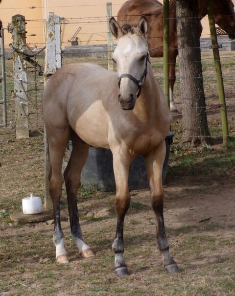 AV Poulain OC 2025 de couleur Isabelle 2500 14210 Grainville-sur-odon