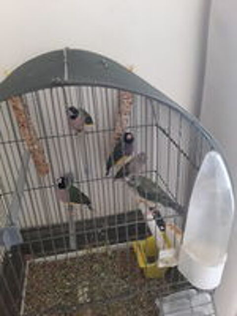   3 jeunes oiseaux diamants gold  