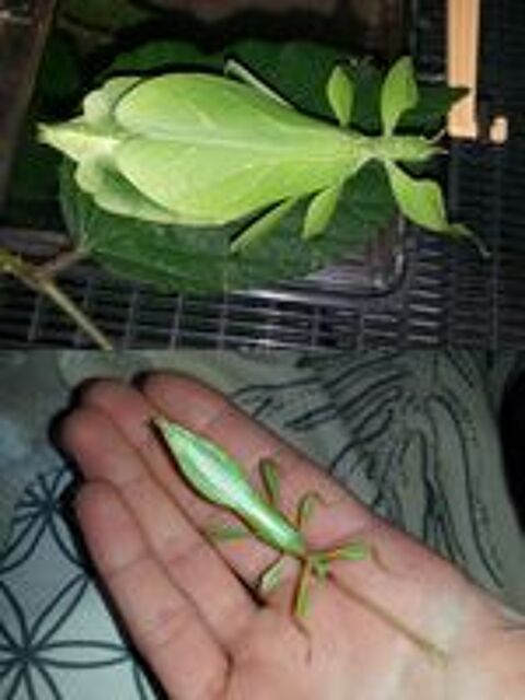   Phasme feuille  