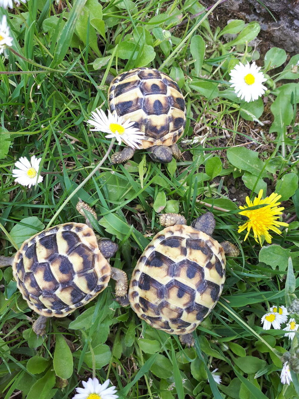   Petites tortues de terre hh nées à l'été 2025 