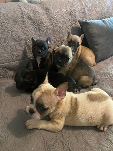 Chiots bouledogue fran&ccedil;ais disponible  900 33210 Preignac