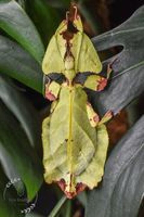   de lot d'oeufs de phyllium giganteum (phasme) 