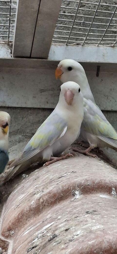 Ins&eacute;parables rosecolis  40 85360 La tranche-sur-mer