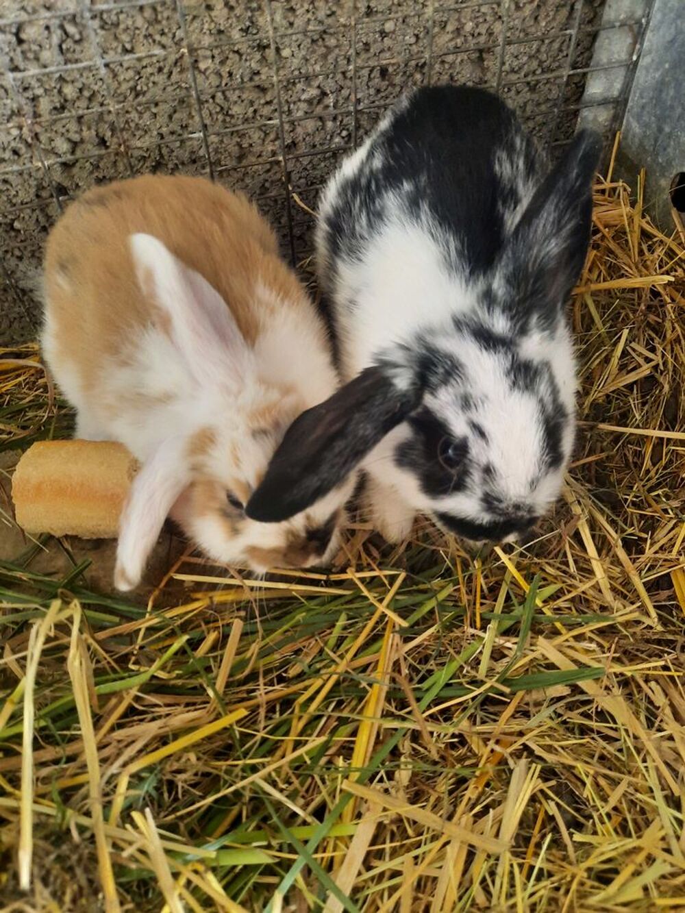   Lapins nains bélier  