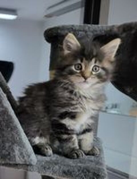   Chaton Maine Coon 