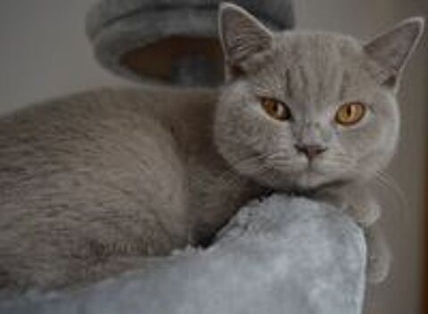   Chatte retraitée d'élevage 