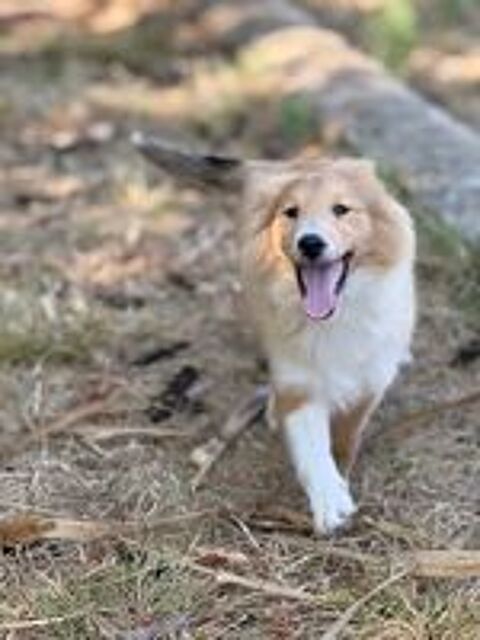   Chiots BERGER SHETLAND Disponibles 