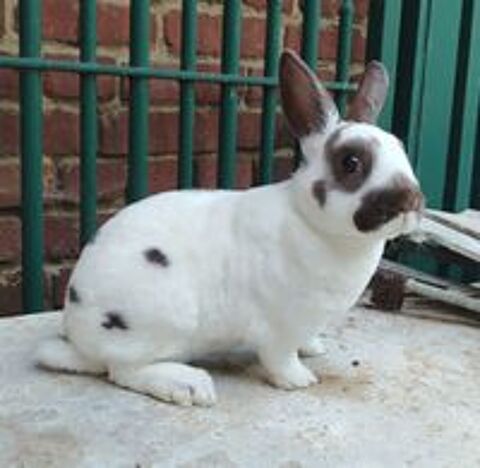   Lapin nain rex  
