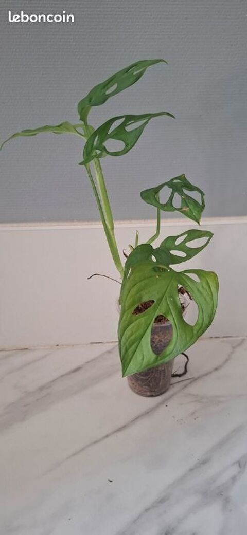 Monstera adansonii bouture 64 Clermont-Ferrand (63)