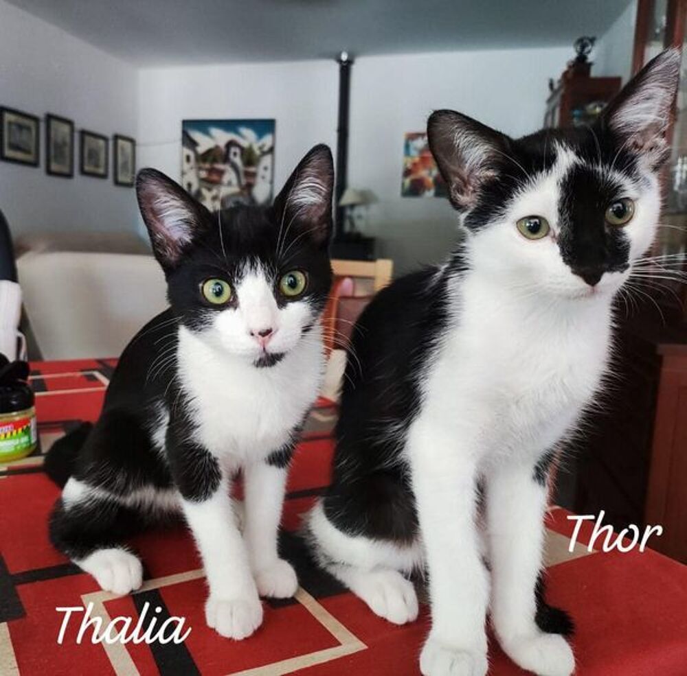   Thalia & Thor 