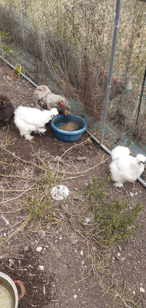 Poule 10 82150 Saint-amans-du-pech