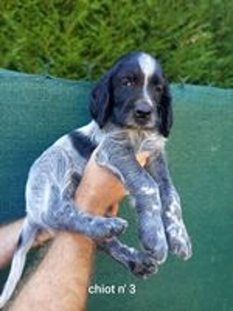   Chiots Épagneul Bleu de Picardie  