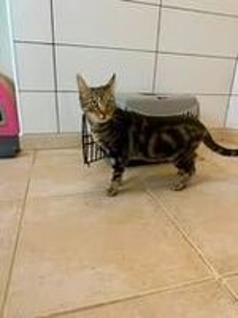   Chat TIGRESSE à l adoption 