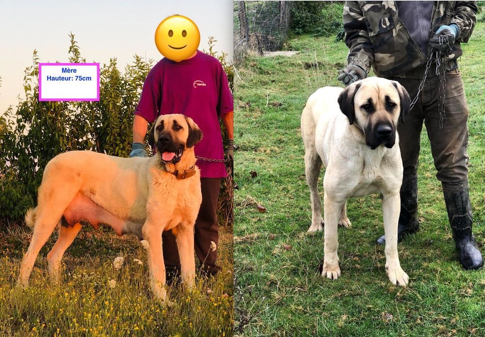   Chiots Kangals à réserver  