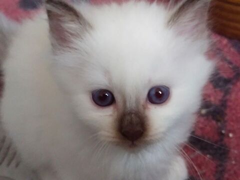 Chatons Sacr&eacute; de Birmanie LOOF a r&eacute;server 1050 72600 Mamers