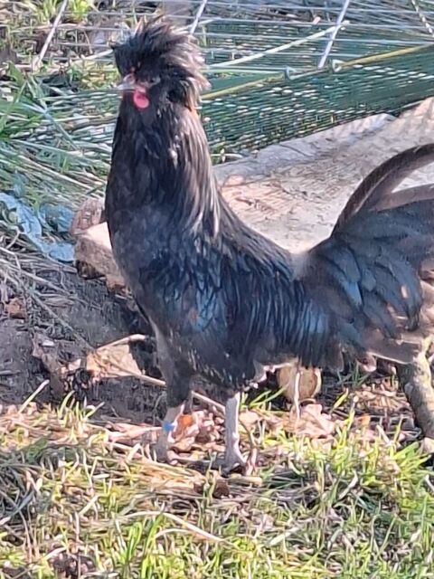 coq padou 0 89320 Cerisiers