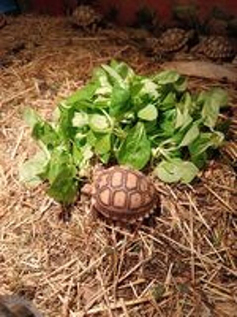    Tortue Sulcata centrochelys 