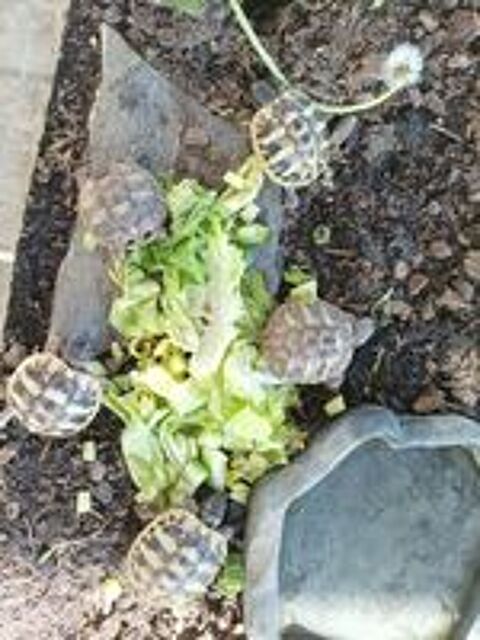   Tortue  2026 août
