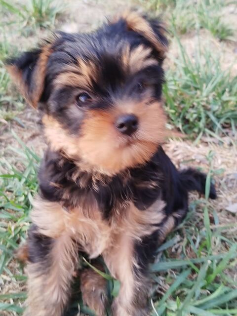Adorables yorkshire LOF 1200 15250 Crandelles