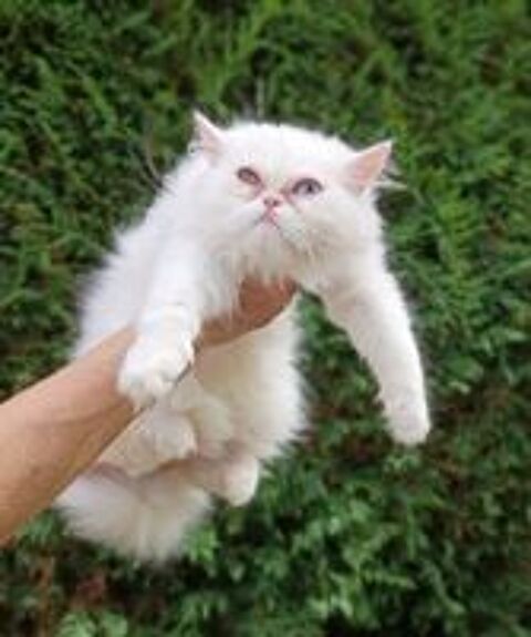   Chaton Persan 