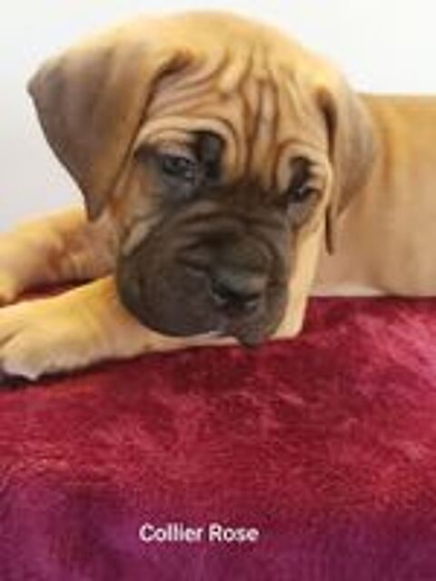   Portée Familiale Cane Corso femelles couleurs fauves rouges  
