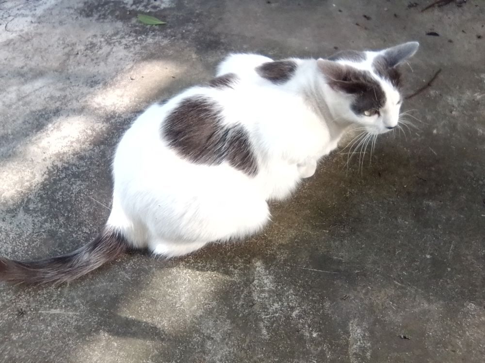   PERDU CHATTE GRISE ET BLANCHE 