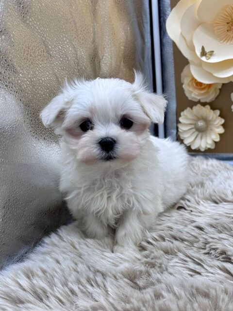 Bichon Maltais M&acirc;le 1100 19210 Saint-martin-sepert