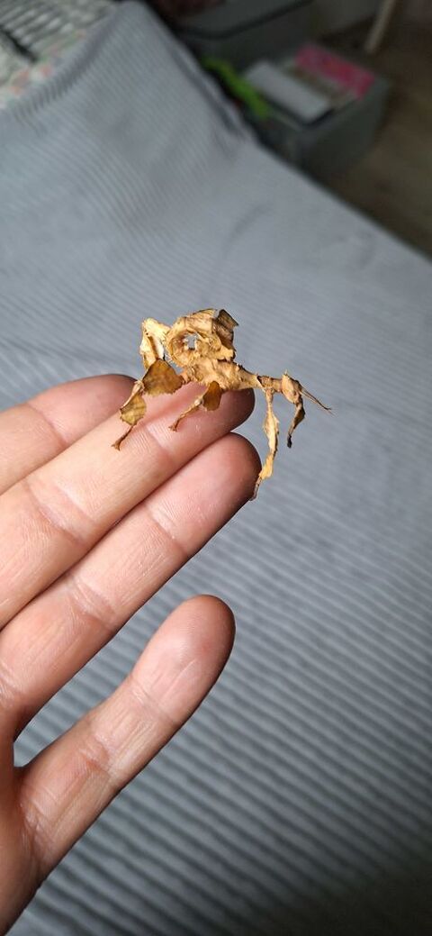 Phasme scorpion 1 32220 Espaon