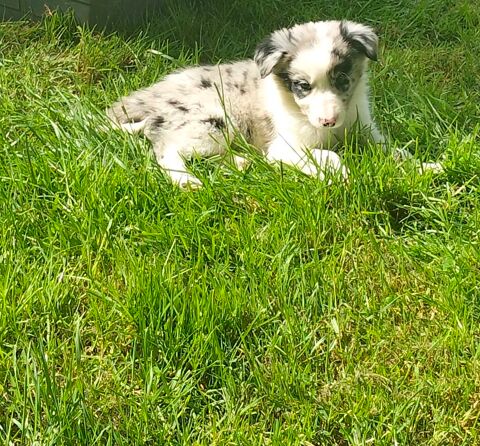 8 chiots border collie 650 79420 Saint-lin