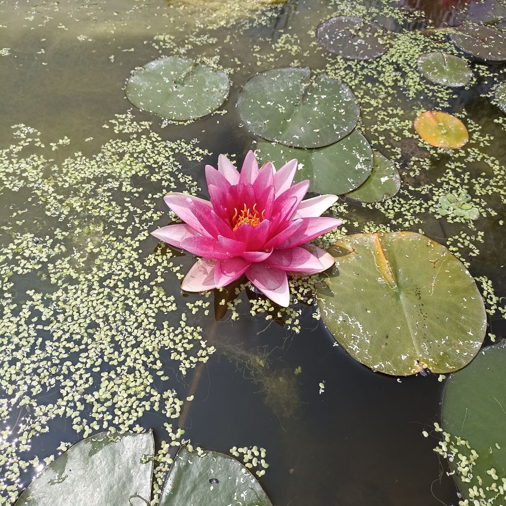 N&eacute;nuphar rose pour bassin Jardin