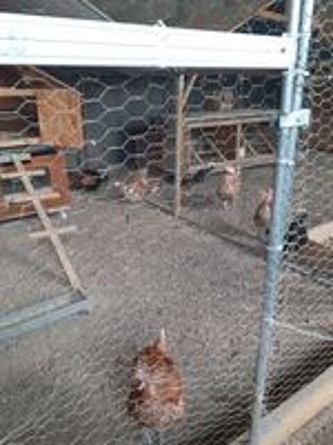  Oiseaux et poules naines . 