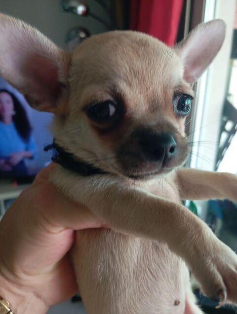 Tr&egrave;s jolie port&eacute;e de chihuahuas issue de parents lof 950 83920 La motte