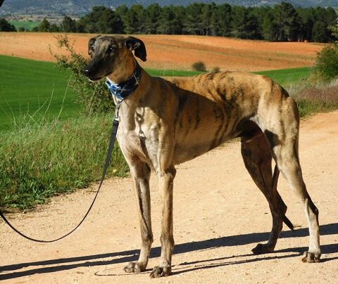 LEVANTE, un beau Galgo athlétique, gentil et affectueux 0 24140 Douville