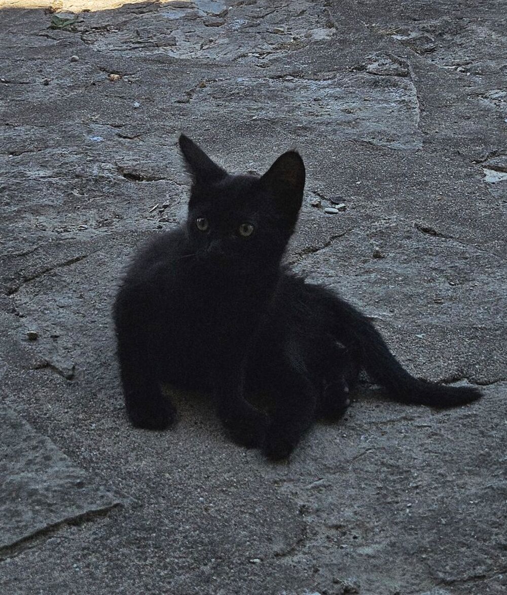   CHATON SEVRÉ  