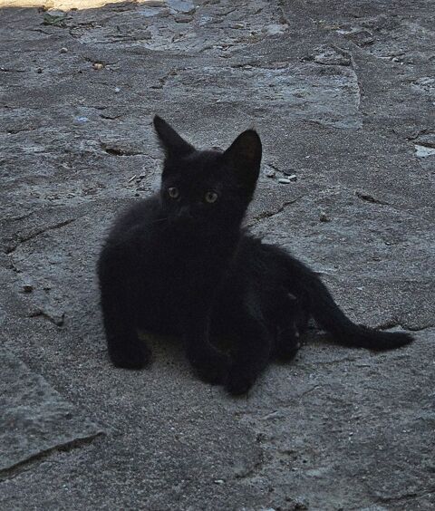 CHATON SEVR&Eacute; 0 69250 Neuville-sur-saône