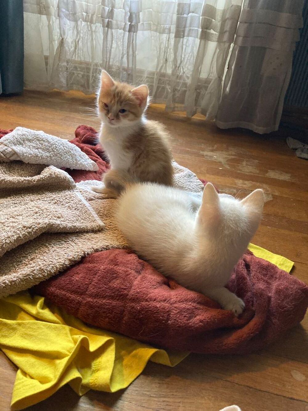   Donne chatons contre bons soins.   