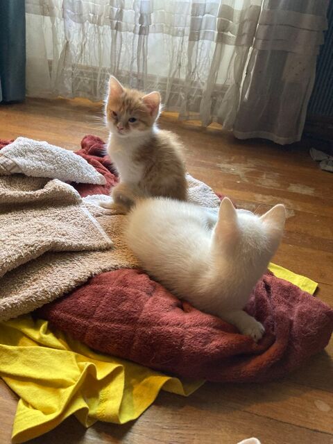 Donne chatons contre bons soins. 0 63300 Thiers