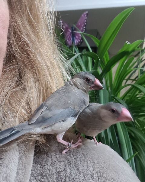 Padda de java apprivoisé à Caudrot 33 60 33490 Caudrot