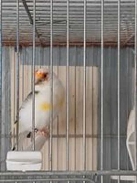   Canaris mutation panacher baguer 