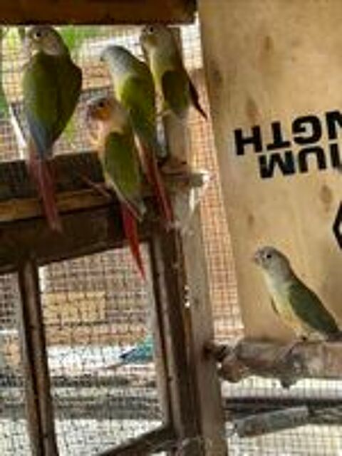   Mâle Conure molinae 